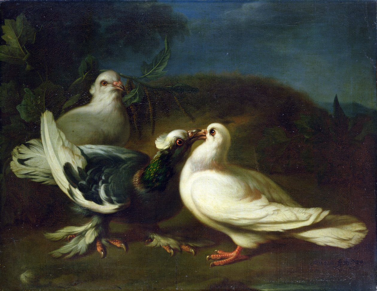 Tauben, 1724 von Franz Werner Tamm