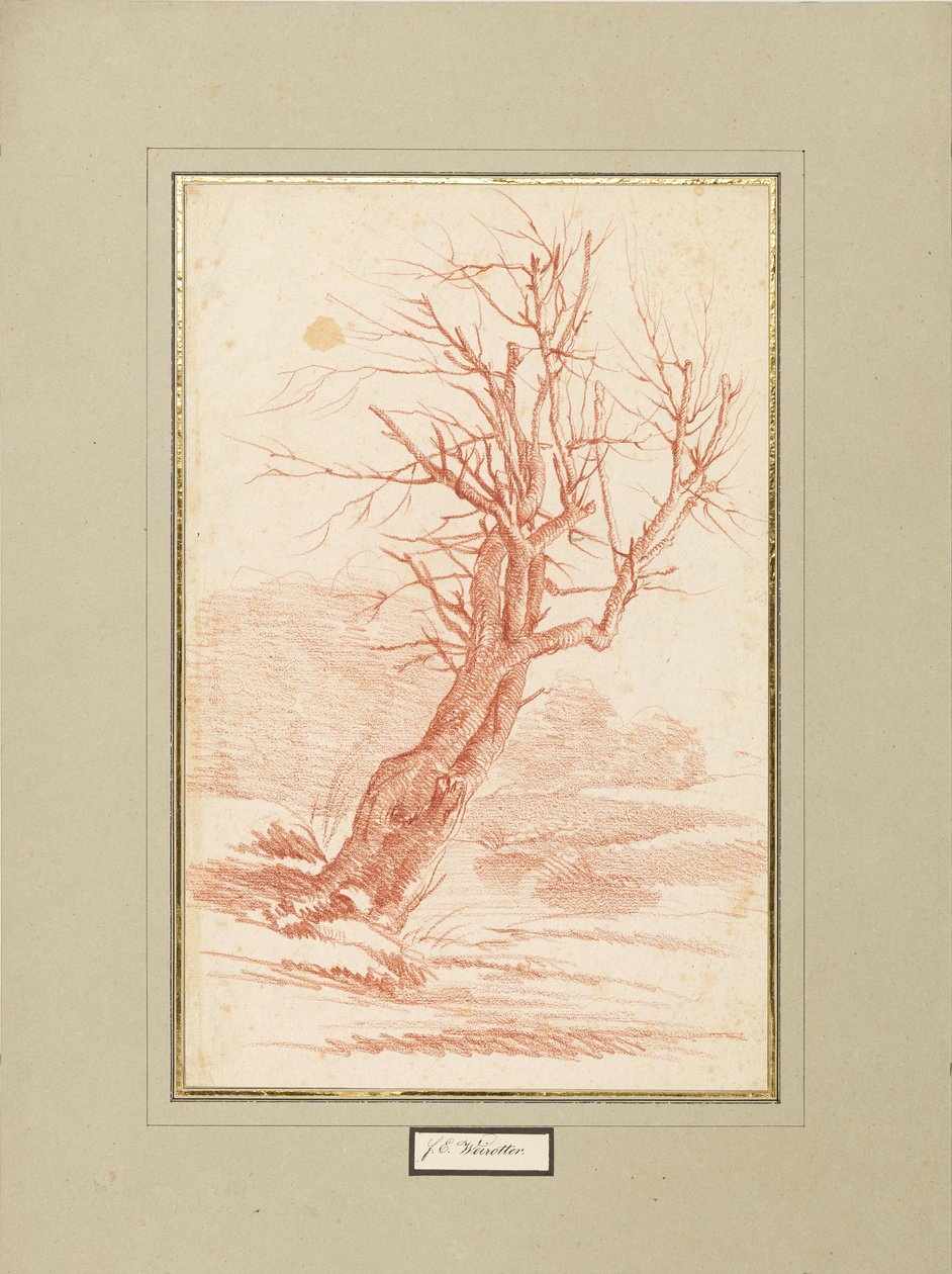 Baumstudie von Franz Edmund Weirotter