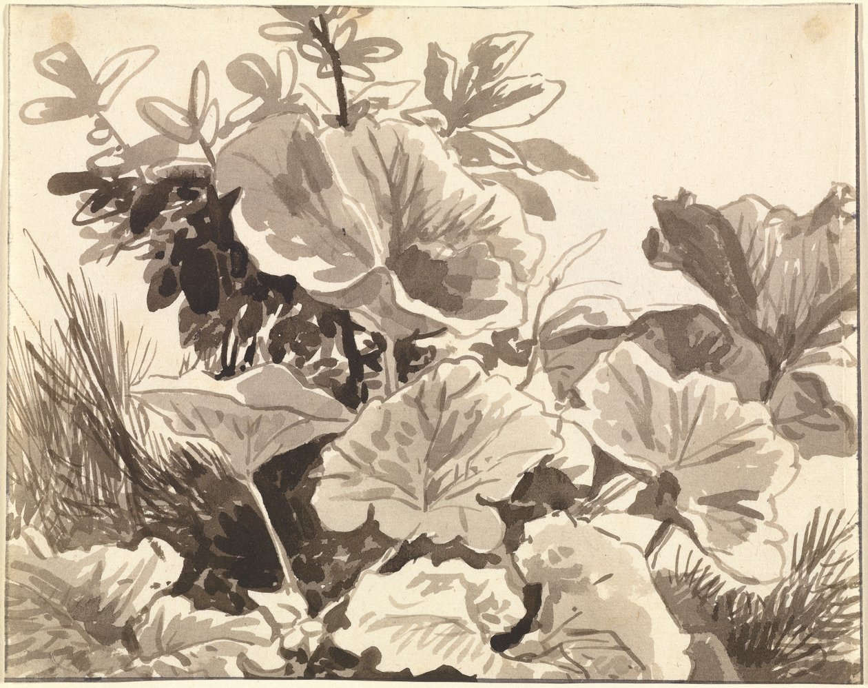 Studie von Huflattichblättern von Franz Innocenz Kobell