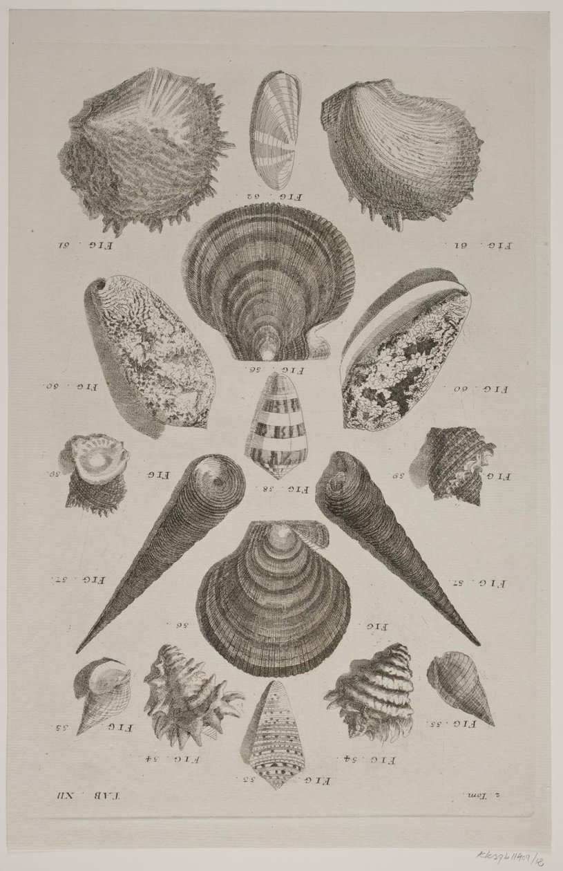 Tafel mit Muscheln. Tafel 12. von Franz Michael Regenfus