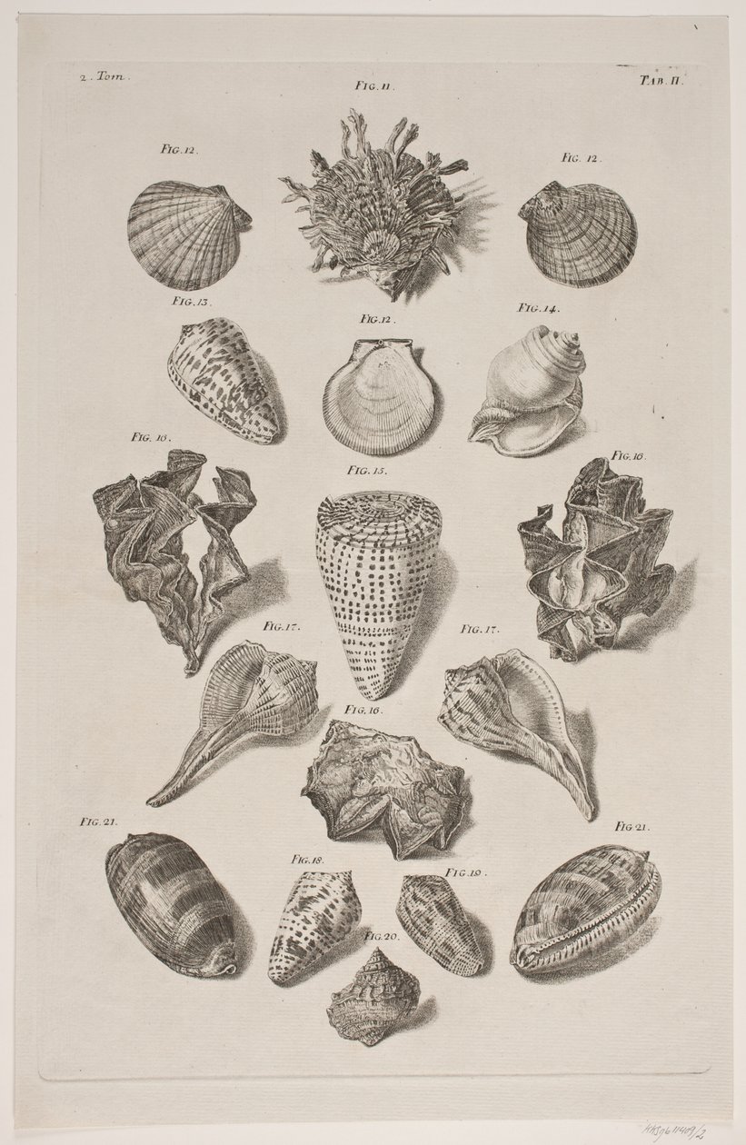 Tafel mit Muscheln. Tafel 2. von Franz Michael Regenfus