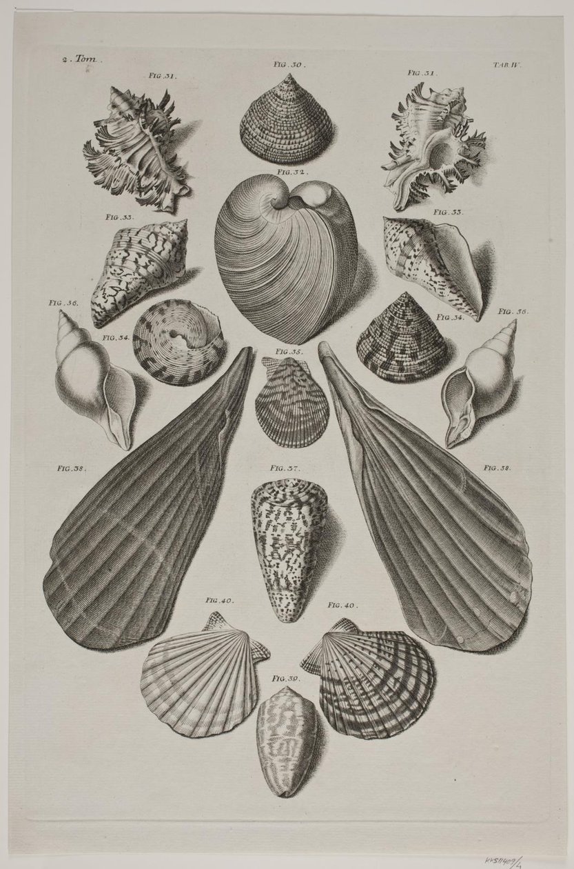 Tafel mit Muscheln. Tafel 4. von Franz Michael Regenfus
