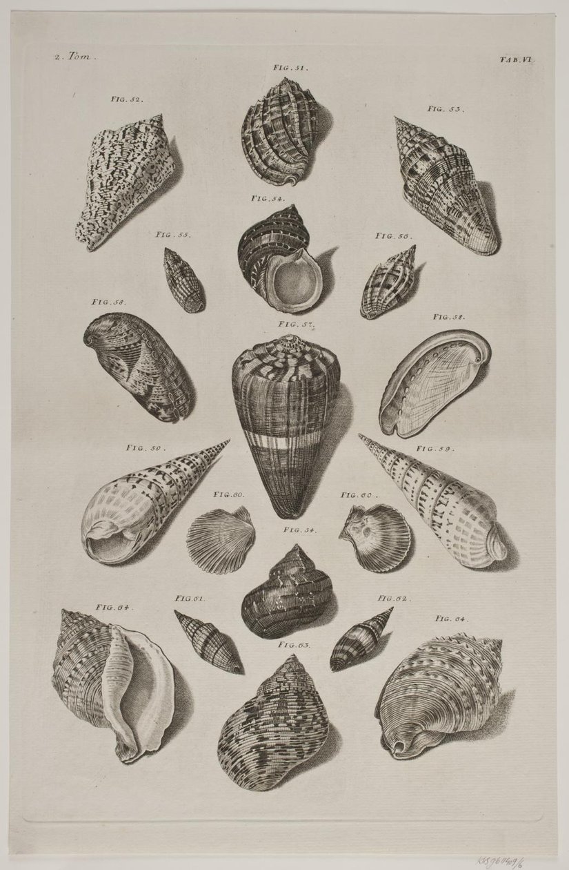 Tafel mit Muscheln. Tafel 6. von Franz Michael Regenfus