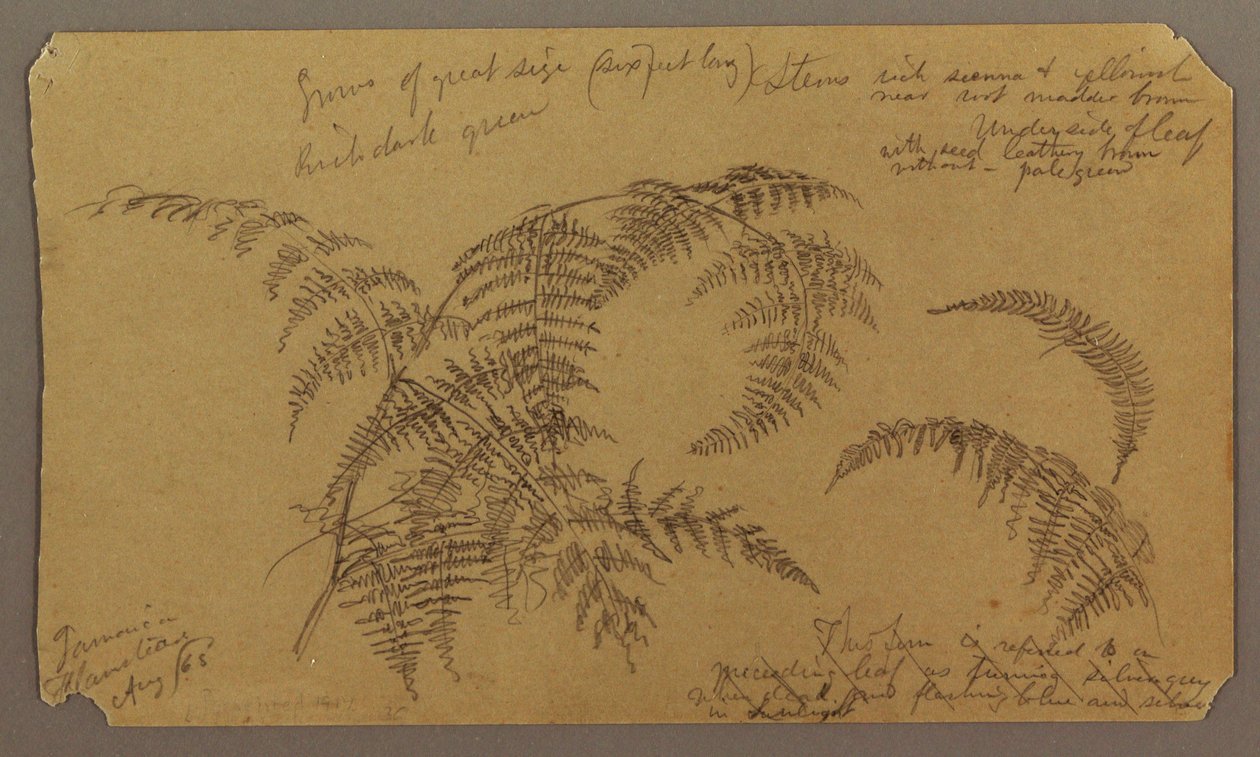 Zeichnung, Botanische Skizzen, August 1865 von Frederic Edwin Church