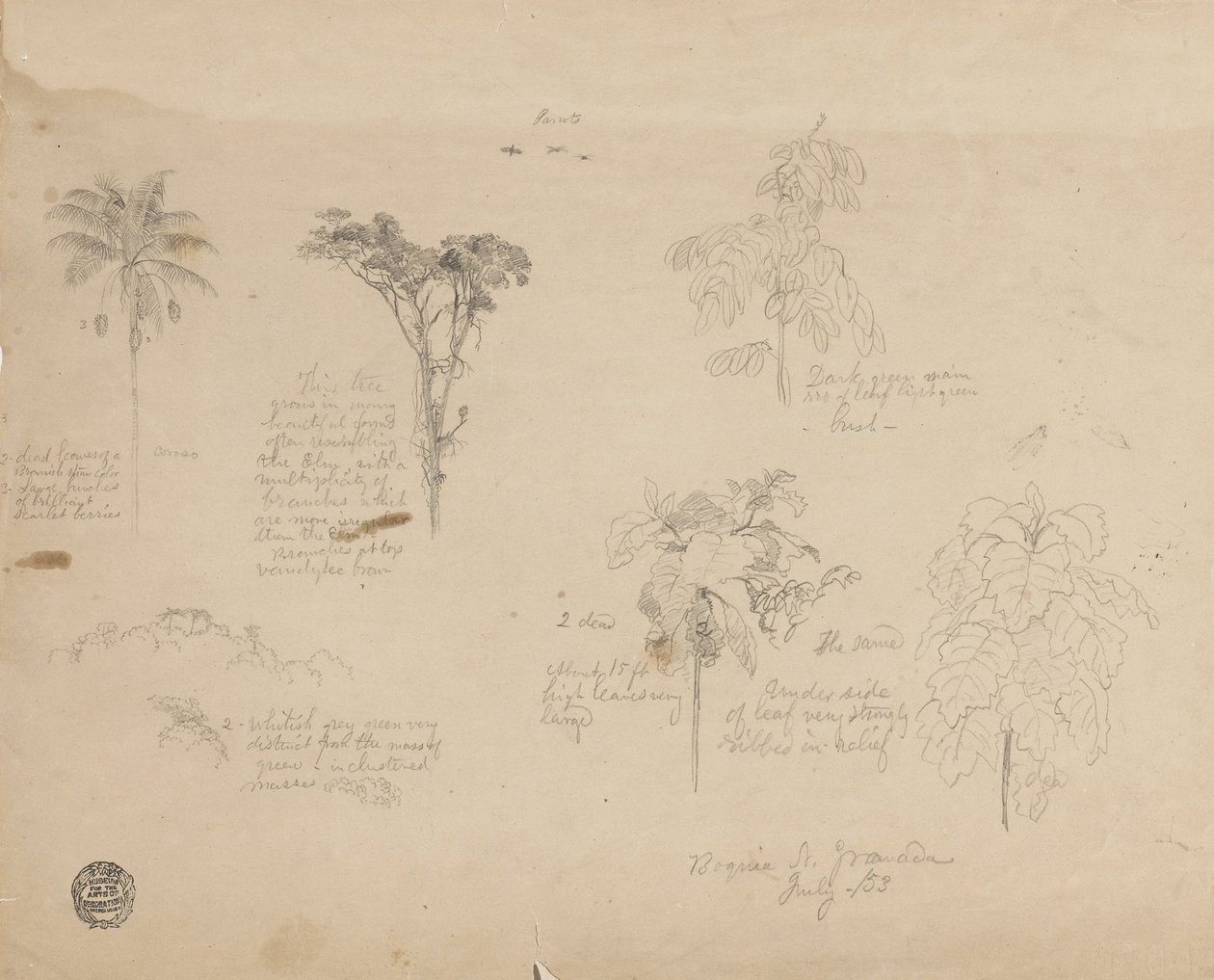 Zeichnung. Botanische Skizzen aus Kolumbien. von Frederic Edwin Church