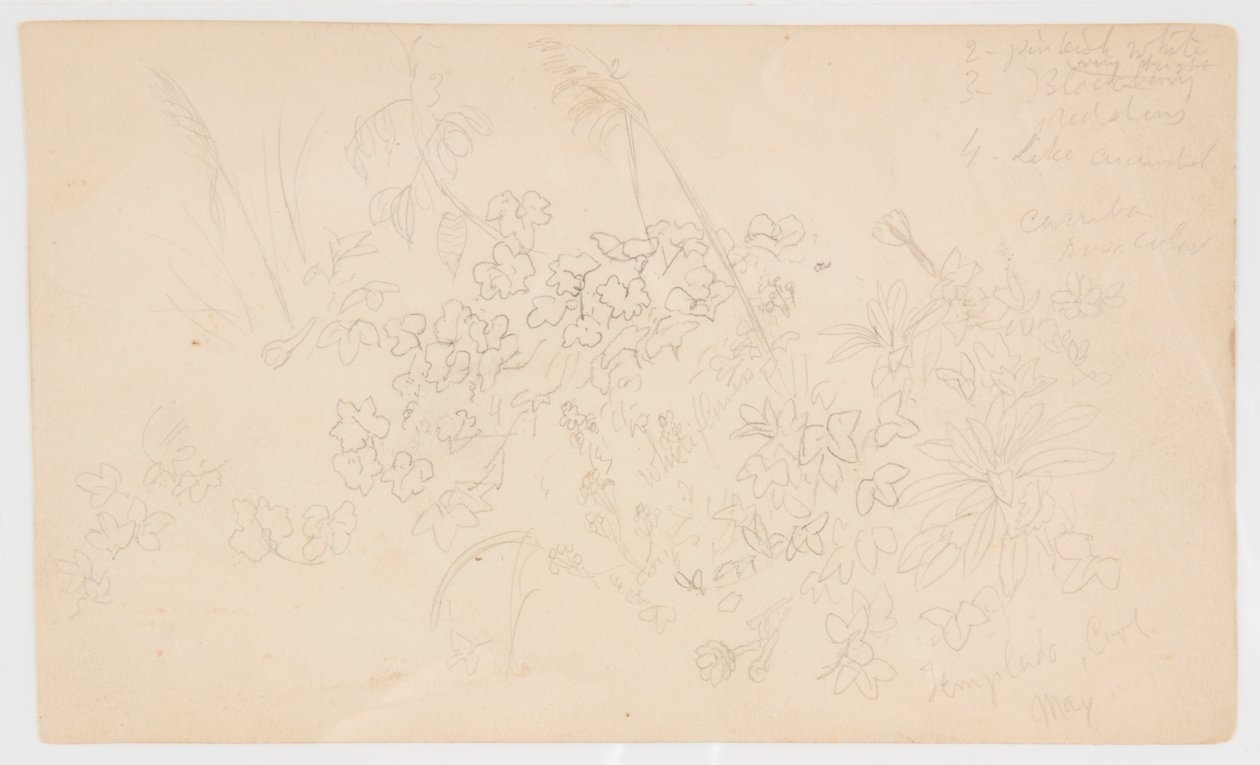Botanische Skizzen von Frederic Edwin Church