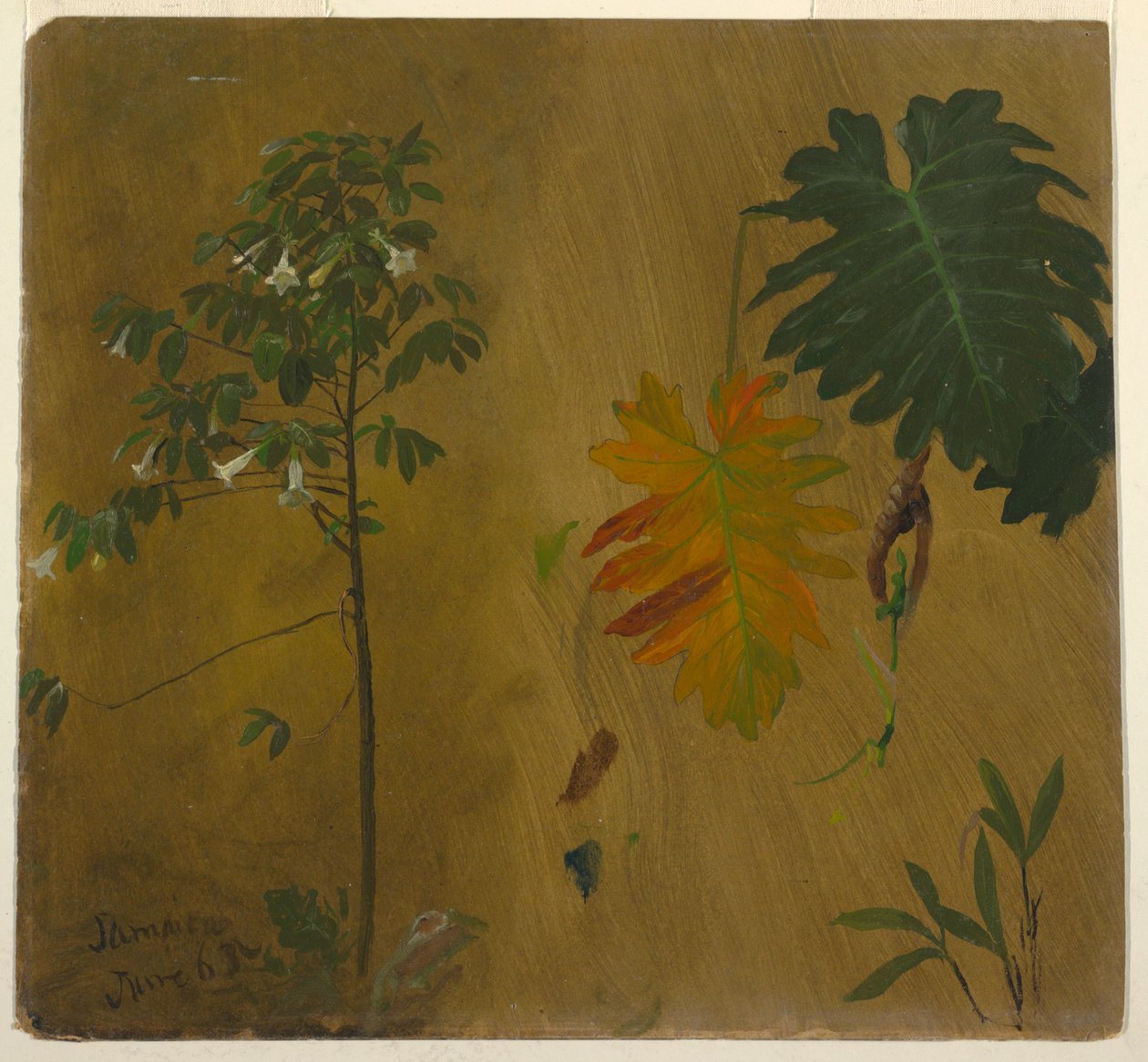 Botanische Studie, Jamaika von Frederic Edwin Church