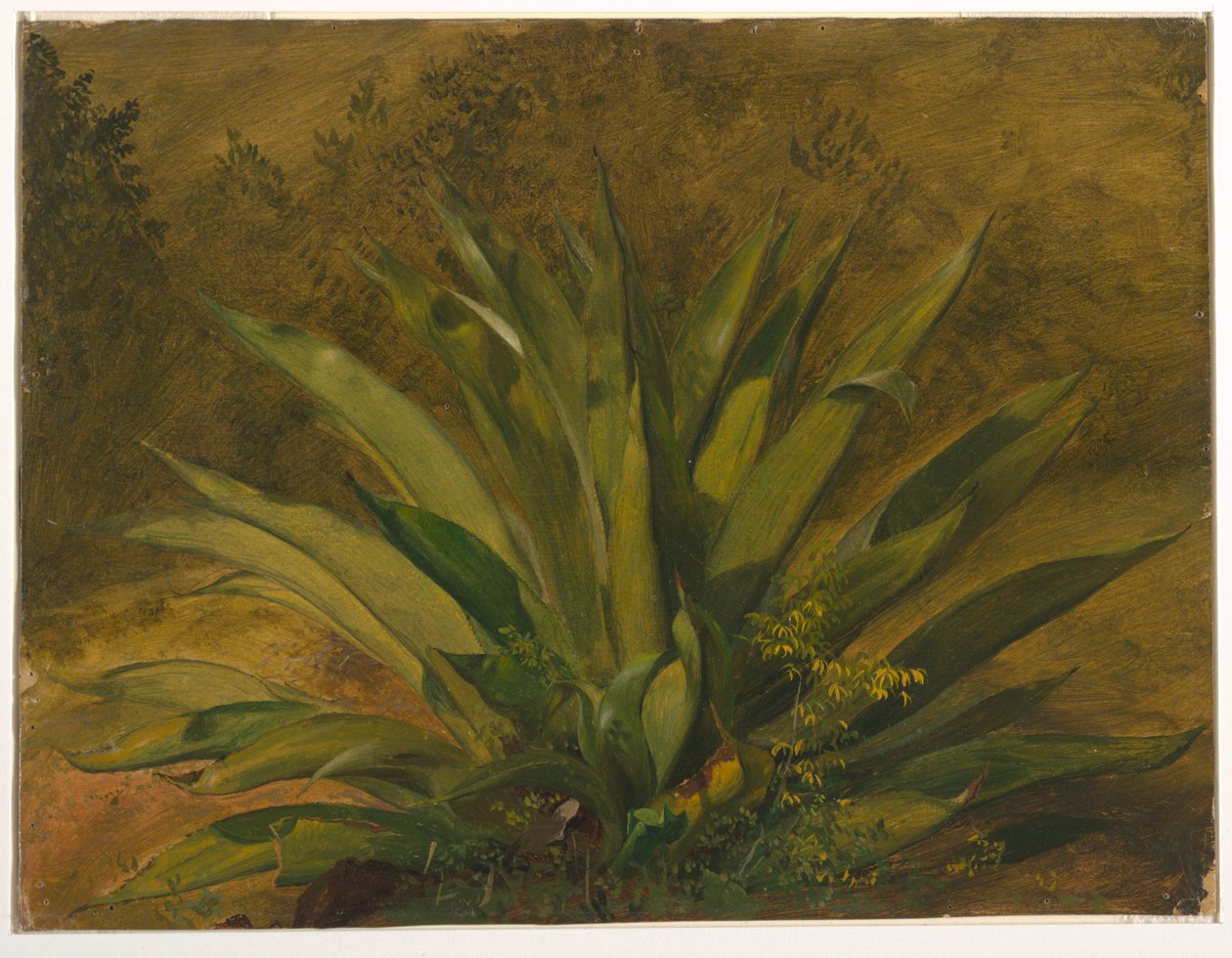 Jahrhundertpflanze von Frederic Edwin Church