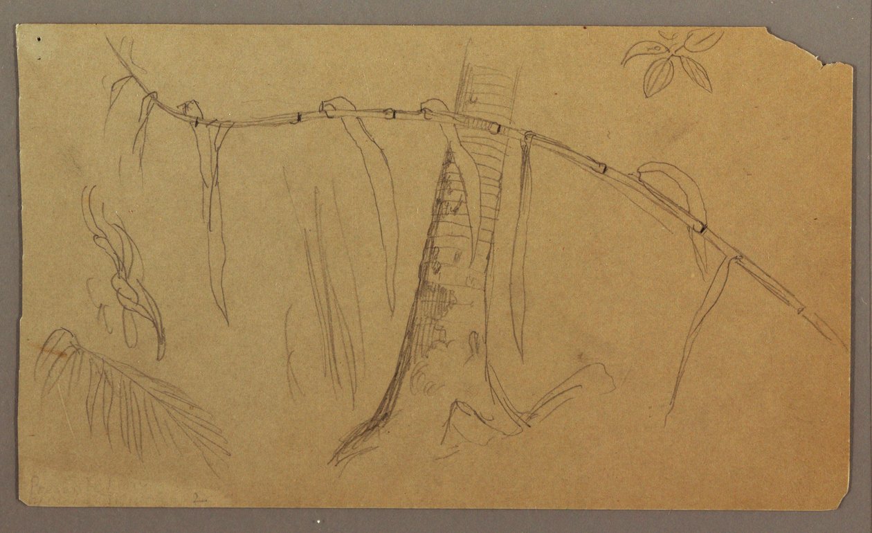 Zeichnung, Botanische Skizzen, Mai–August 1865 von Frederic Edwin Church