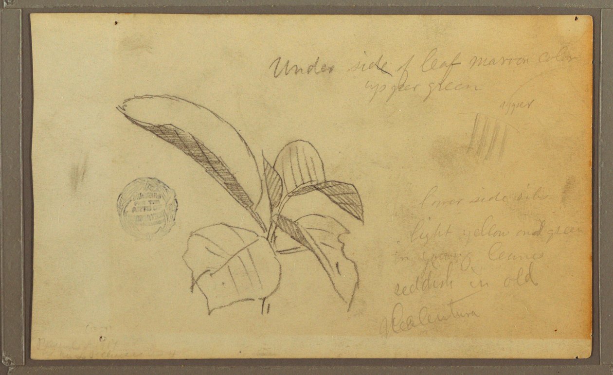 Blätter, 1857 von Frederic Edwin Church