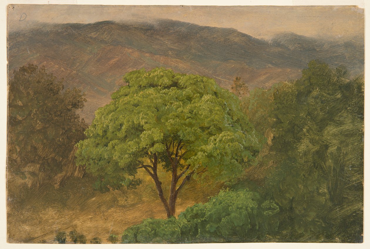 Genip-Baum in den Bergen, Jamaika von Frederic Edwin Church