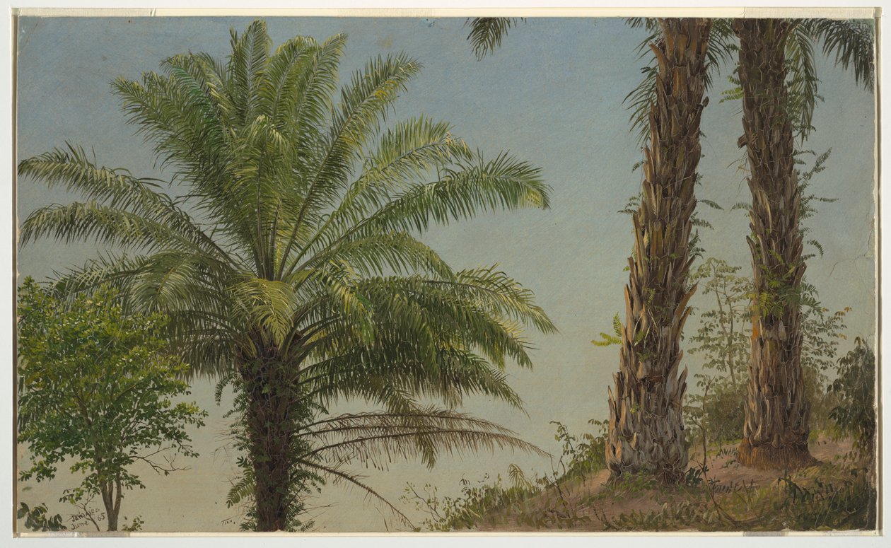 Palmen, Jamaika von Frederic Edwin Church