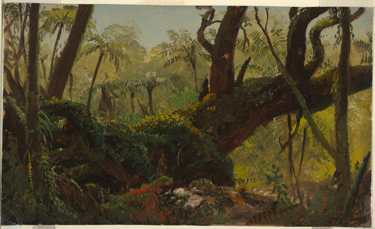 Regenwald, Jamaika von Frederic Edwin Church