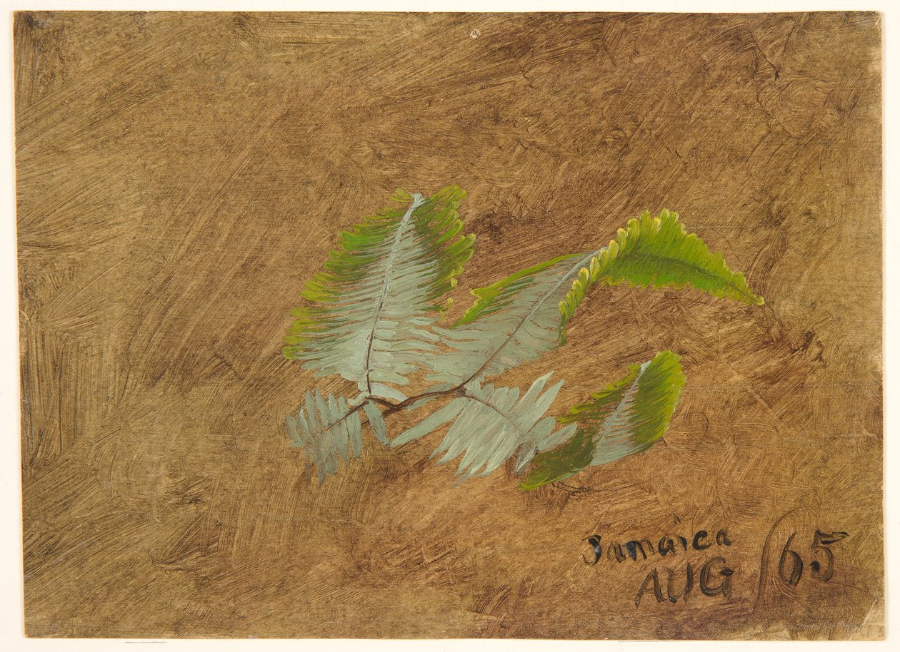 Studie eines Farns, Jamaika von Frederic Edwin Church