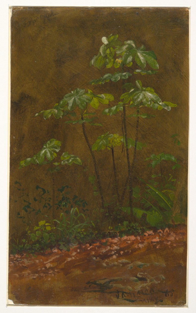 Trompetenbaum, Jamaika von Frederic Edwin Church