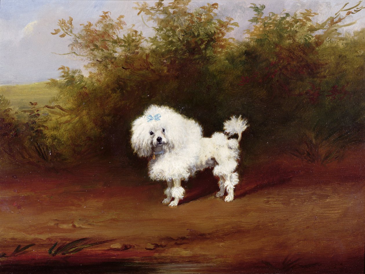 Ein Spielzeugpudel in einer Landschaft von Frederick French