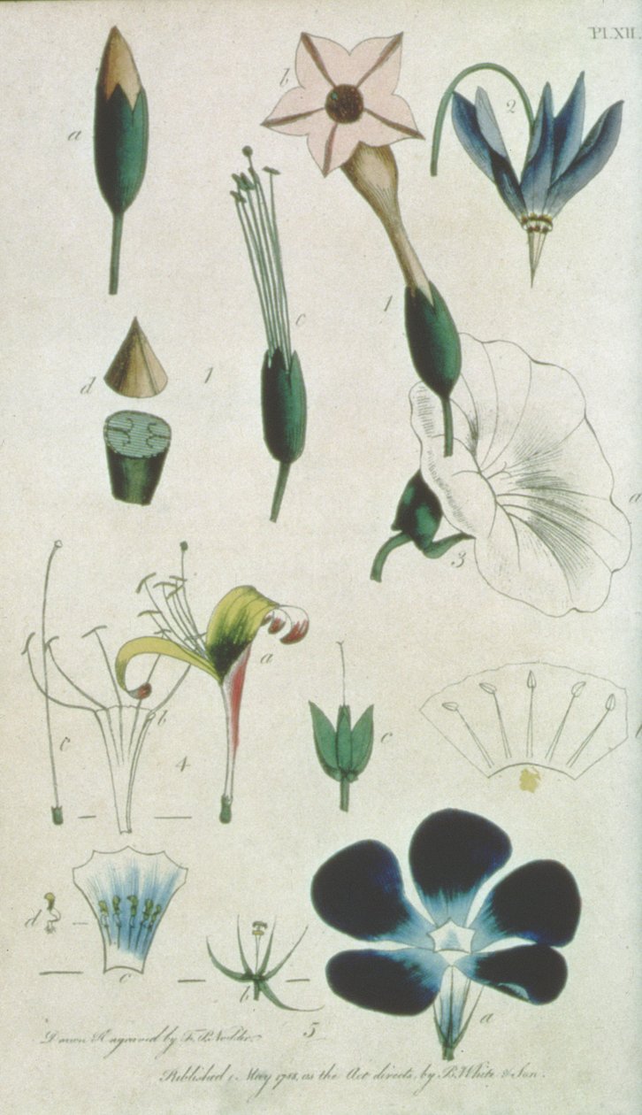 Tafel XII, Brief XVI Pentandria Monagia, verschiedene Blumen mit fünf Staubblättern, die Elemente der Botanik erklärend, wie von Carolus Linnaeus (1707-78) beschrieben, gestochen vom Künstler, veröffentlicht von B. White und Sohn von Frederick Polydor Nodder
