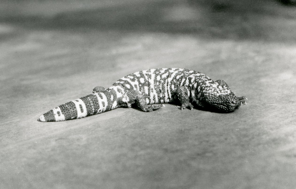Ein Gila-Monster im Londoner Zoo, September 1923 von Frederick William Bond