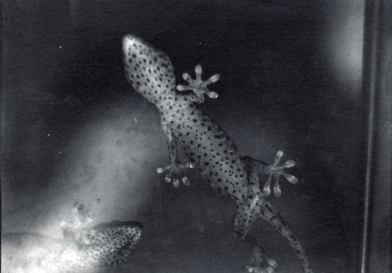Gecko auf Glas von Frederick William Bond