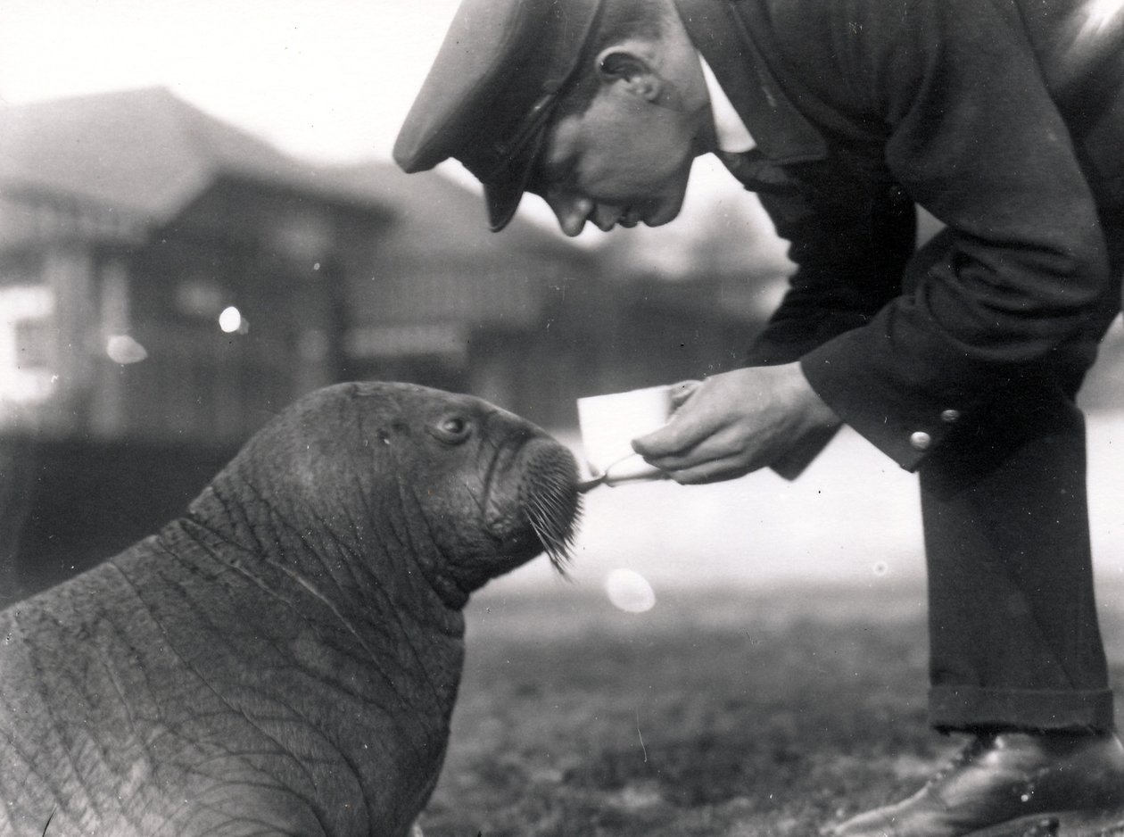 Wärter Arthur Chandler gibt einem Walross Lebertran, 1923 von Frederick William Bond