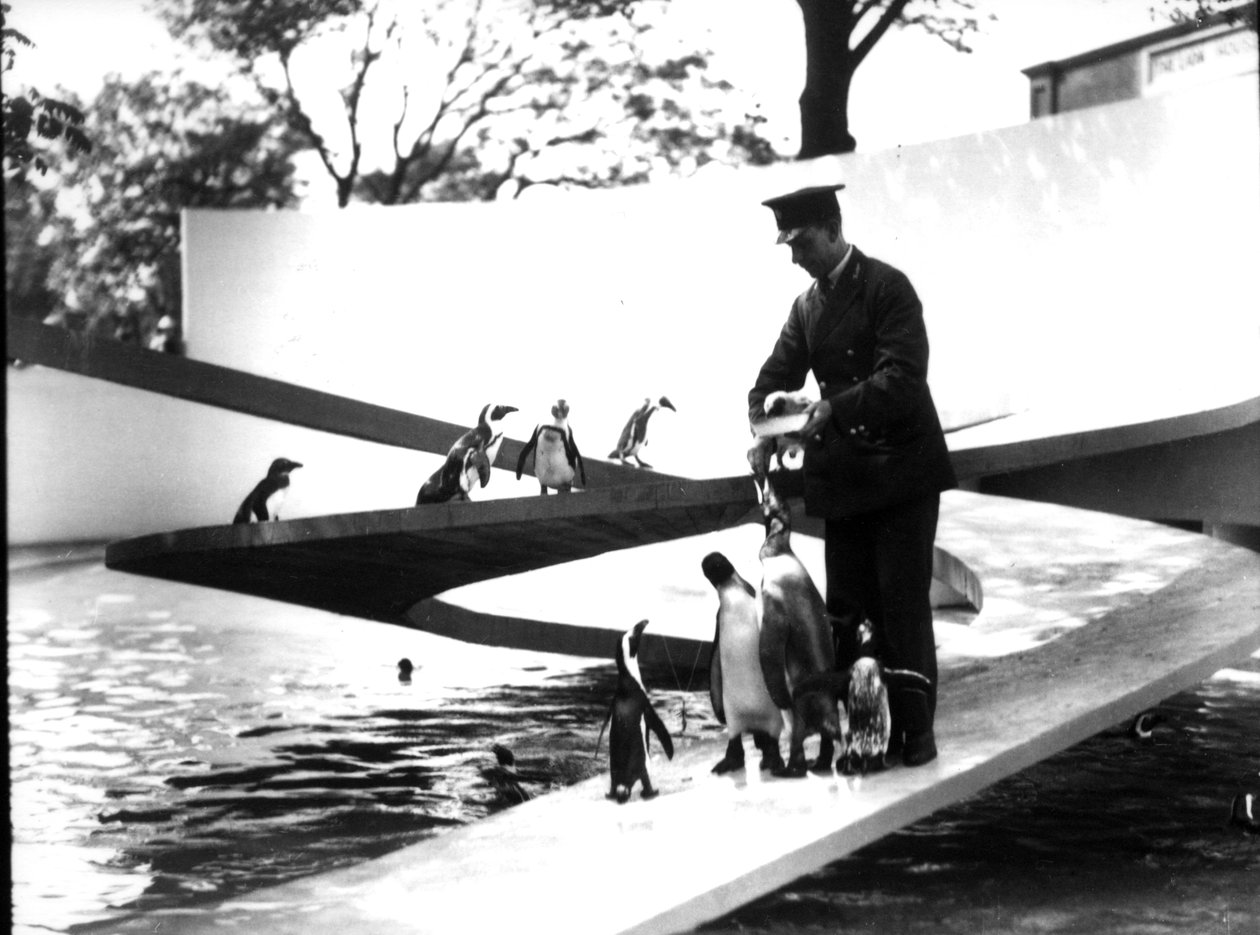 Lubetkin Pinguin-Pool, Januar 1934 von Frederick William Bond
