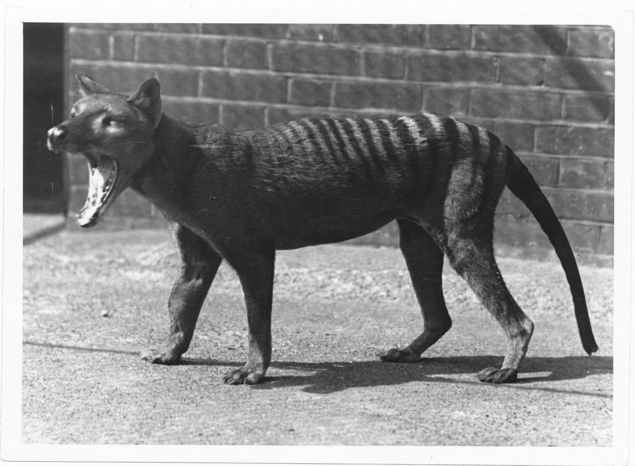Der inzwischen ausgestorbene Tasmanische Tiger oder Thylacine, 1914 von Frederick William Bond