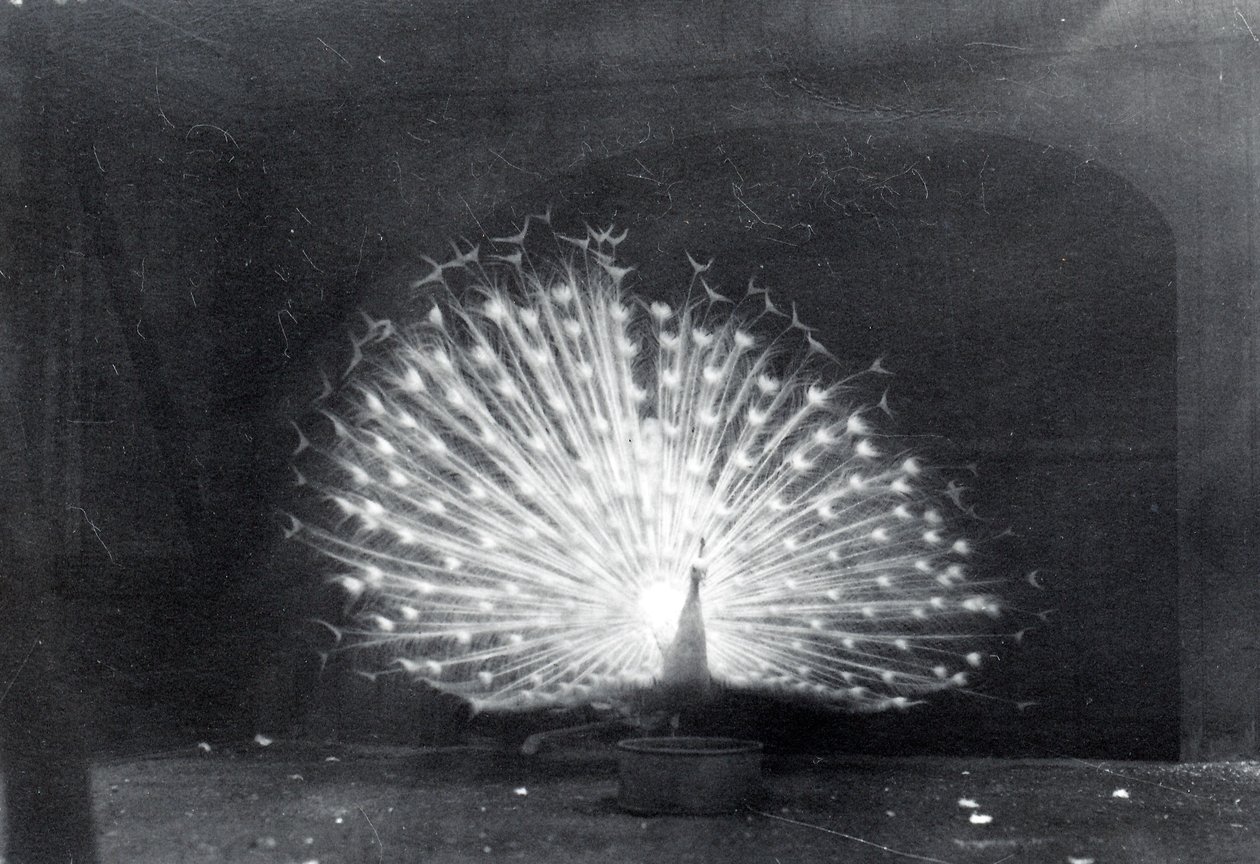 Weißer Pfau von Frederick William Bond