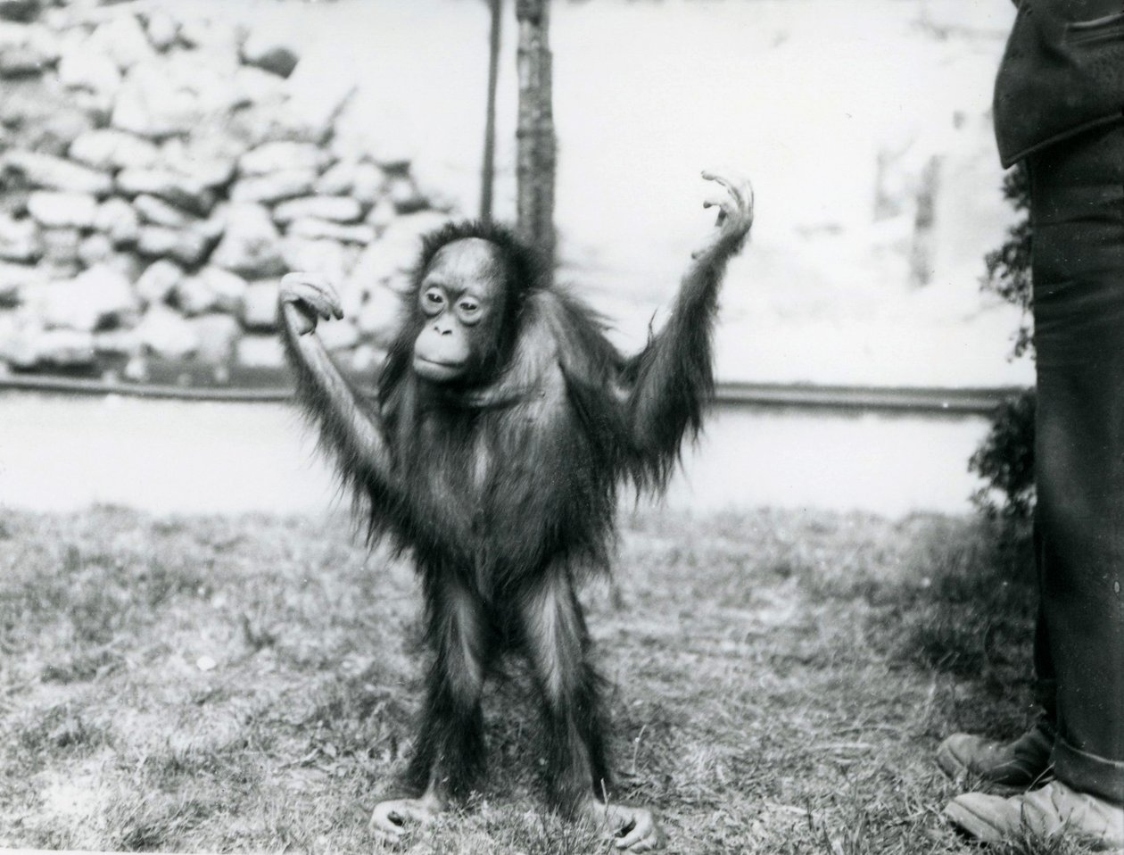Junger Orang-Utan im Londoner Zoo, Juni 1915 von Frederick William Bond