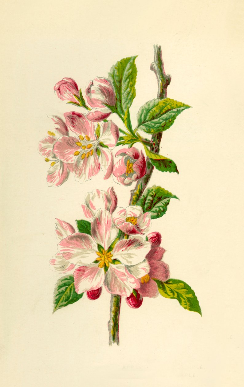 Apfel, 1877 von Frederick Edward Hulme