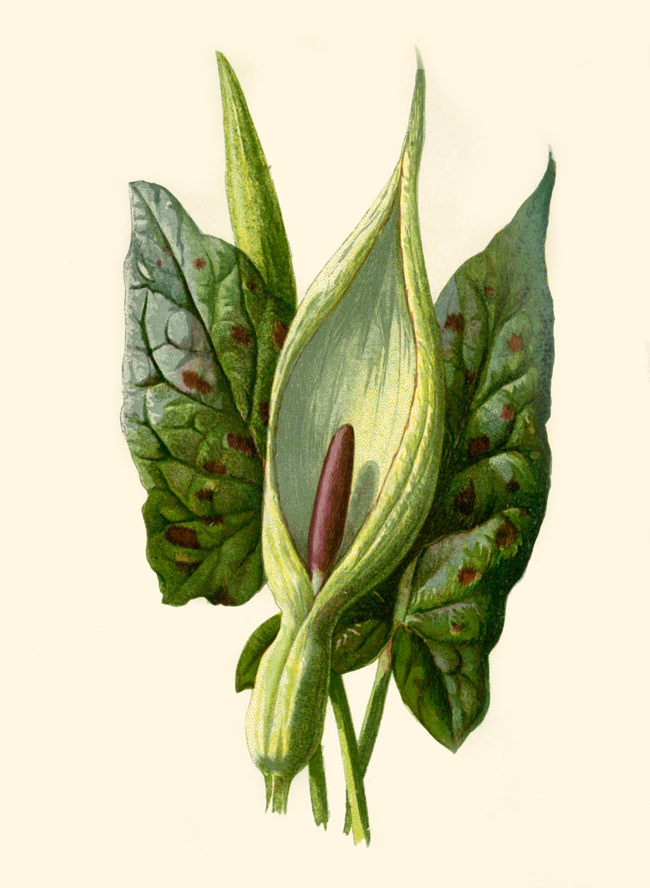 Aronstab oder Kuckuckslichtnelke, 1877 von Frederick Edward Hulme
