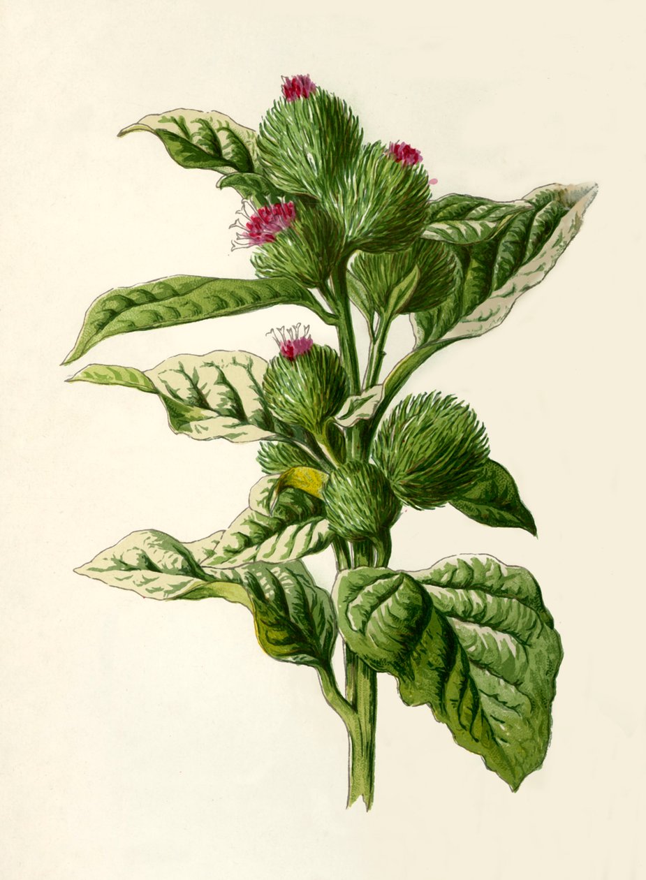 Klette, 1877 von Frederick Edward Hulme
