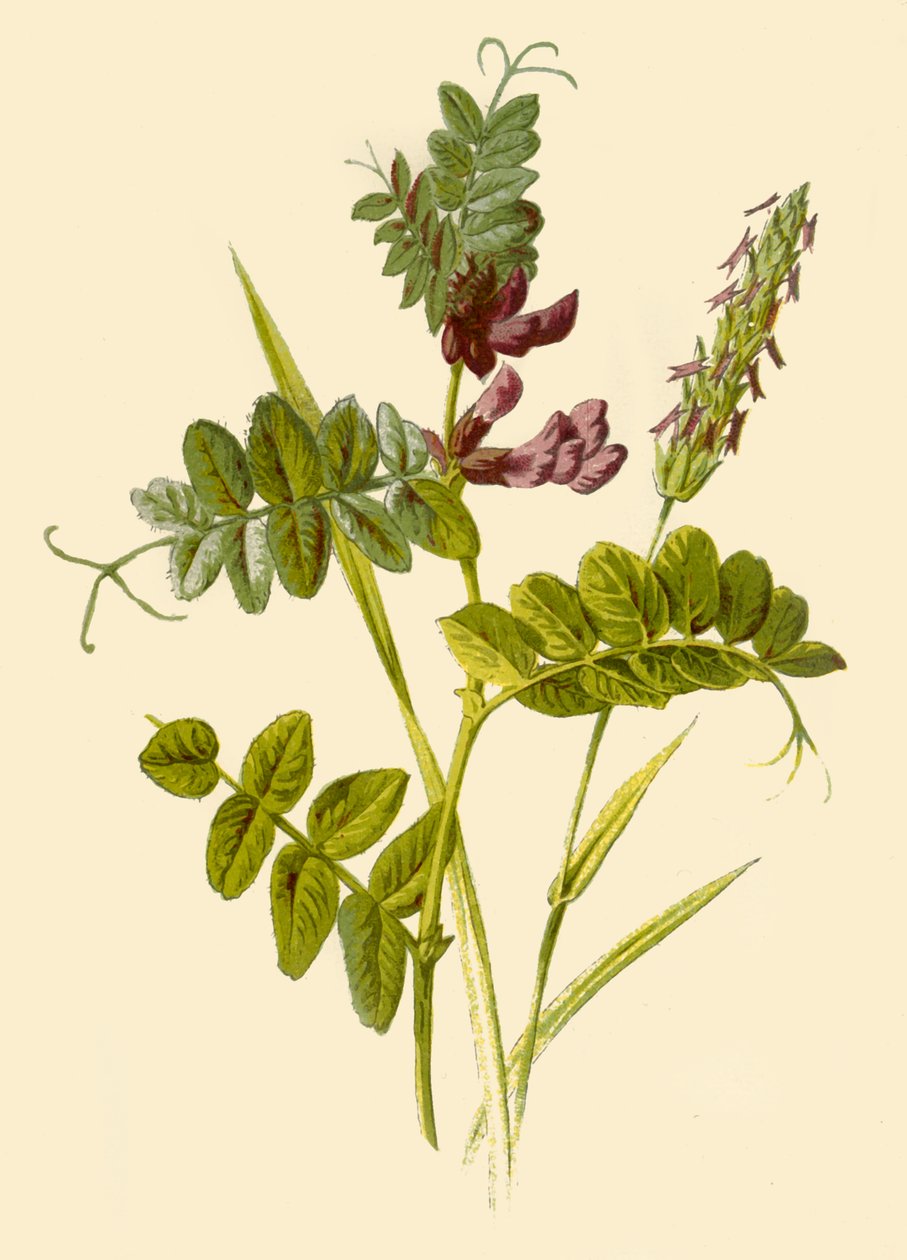 Buschwicke & Wohlriechendes Ruchgras von Frederick Edward Hulme