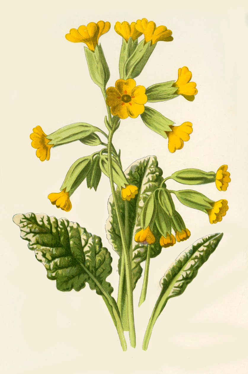 Schlüsselblume, 1877 von Frederick Edward Hulme