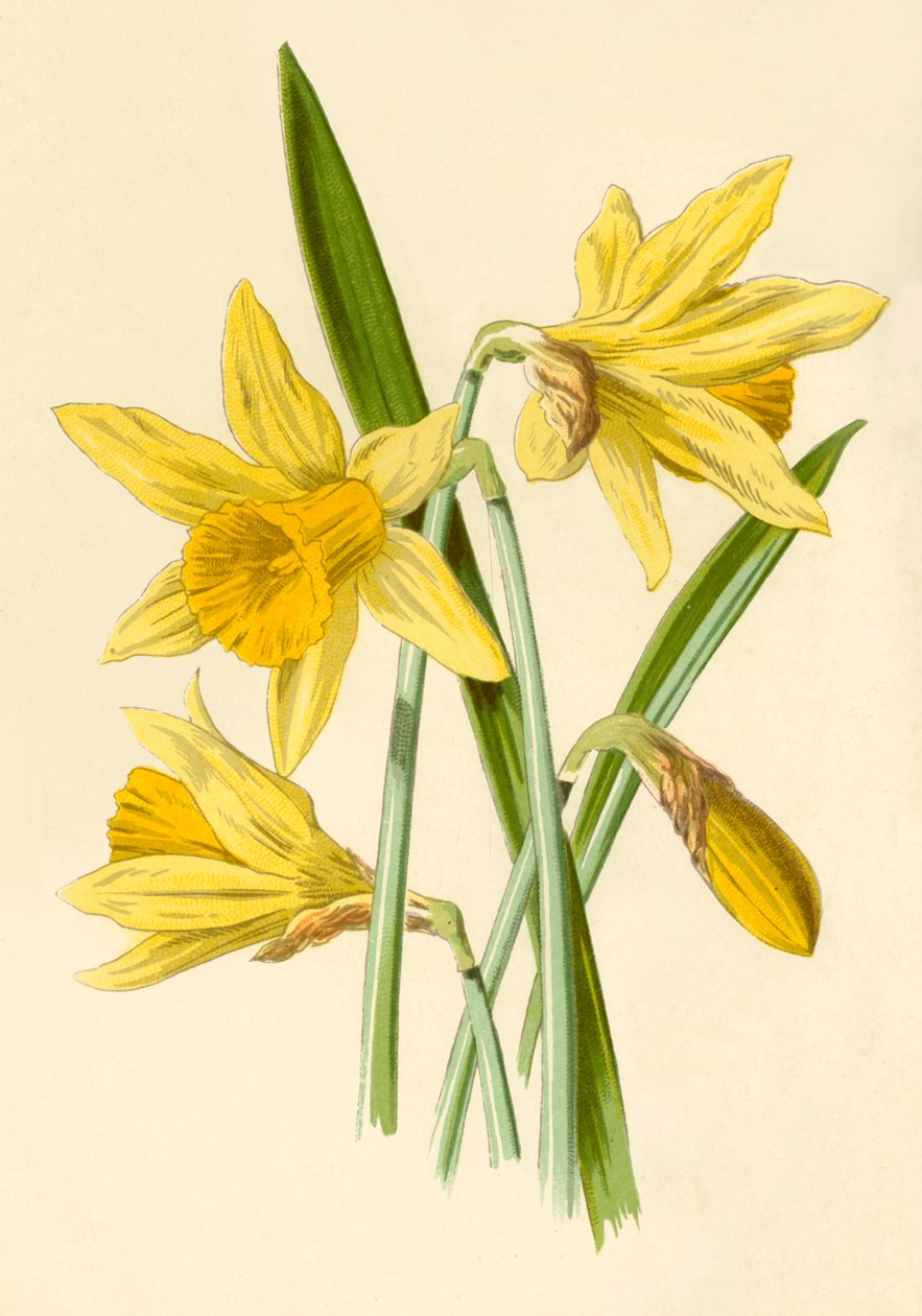 Narzisse, 1877 von Frederick Edward Hulme