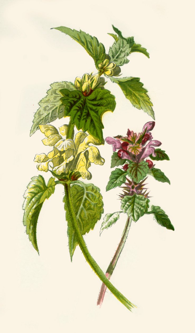 Taubnessel - Rot & Weiß, 1877 von Frederick Edward Hulme