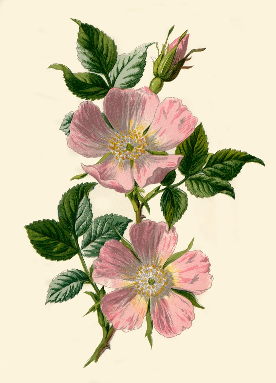 Hundsrose, 1877 von Frederick Edward Hulme