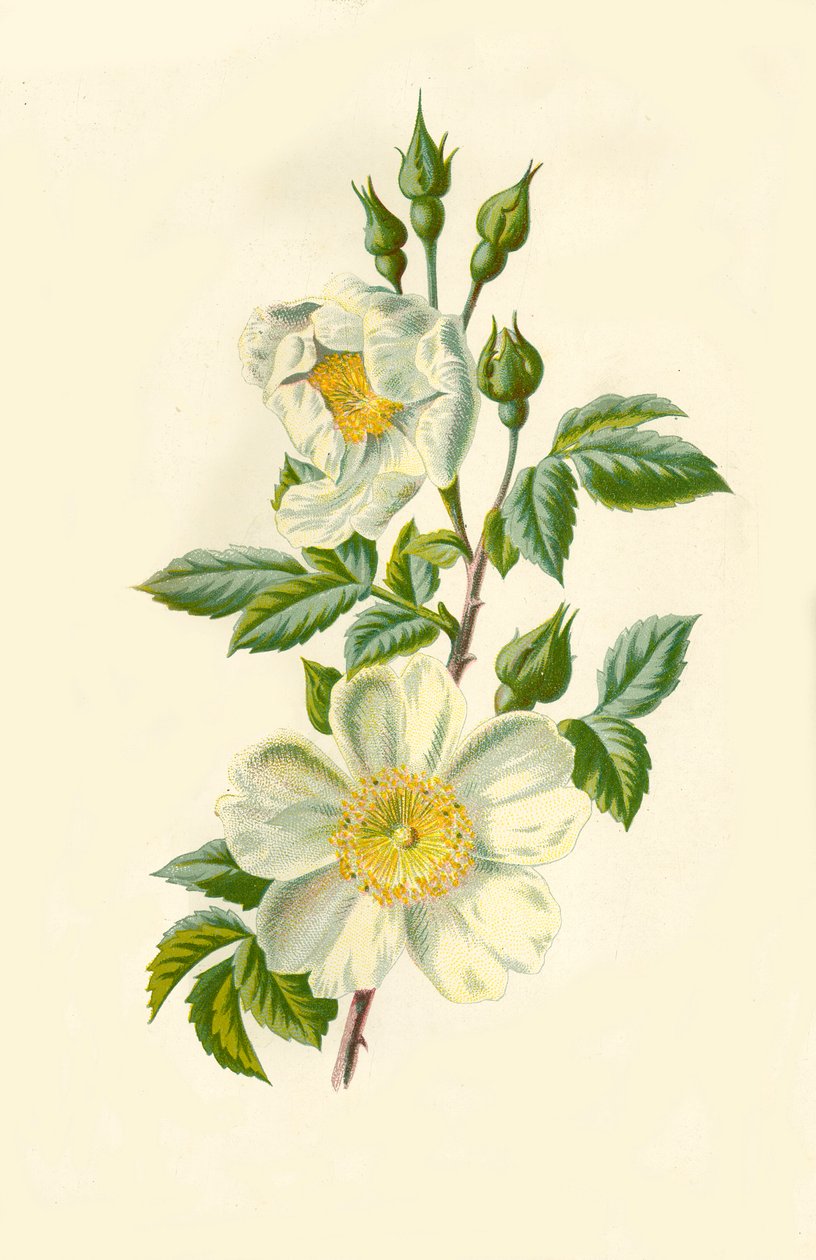 Feldrose, 1877 von Frederick Edward Hulme
