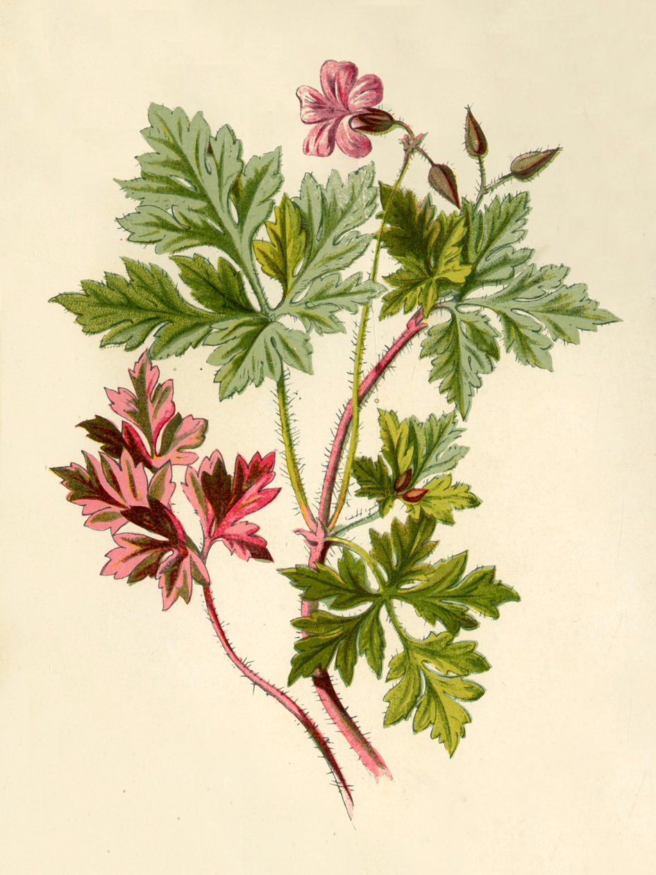 Storchschnabel von Frederick Edward Hulme
