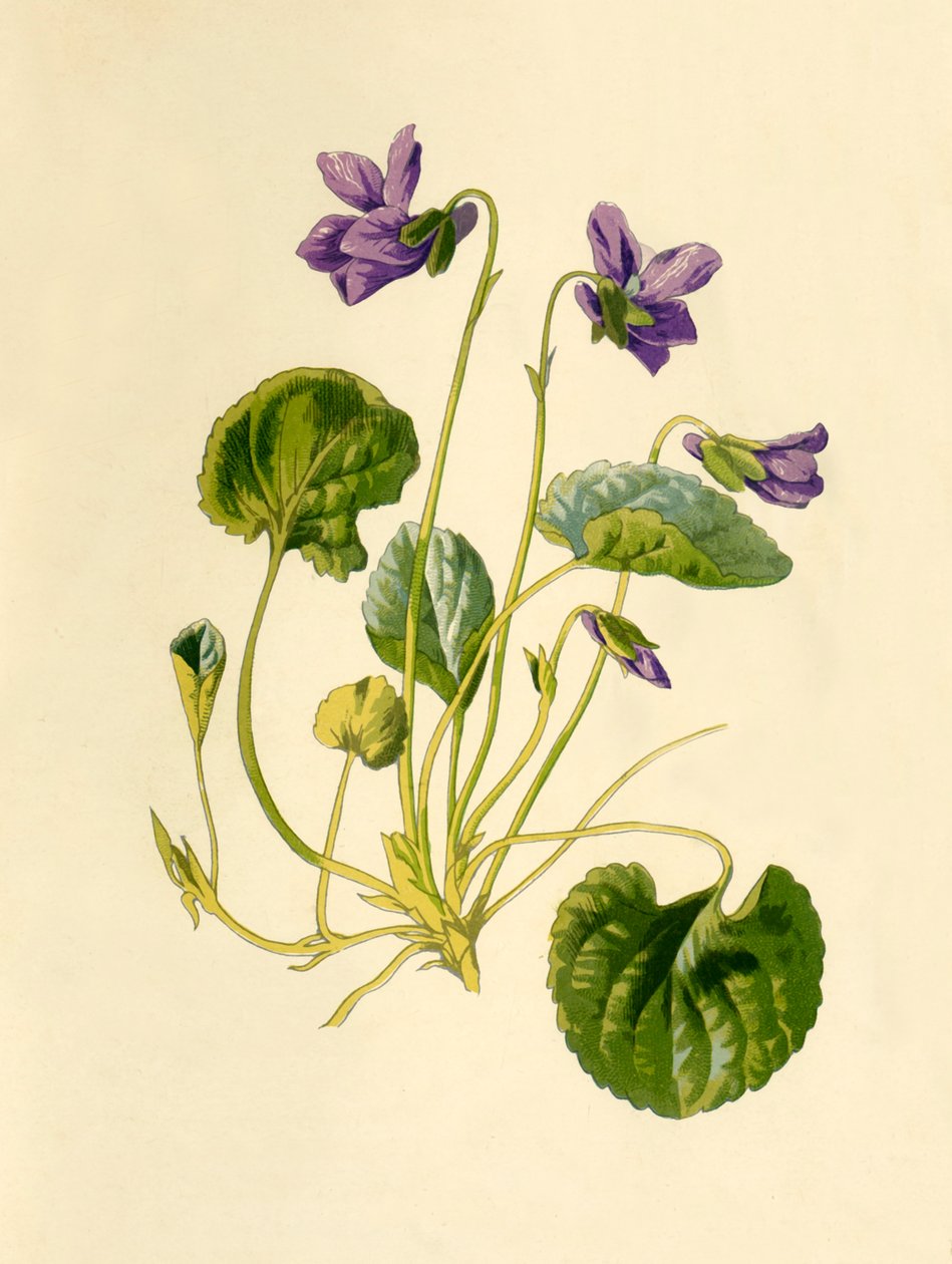 Duftveilchen, 1877 von Frederick Edward Hulme