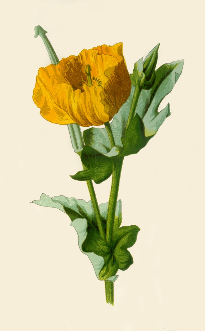 Gelbes Hornmohn, 1877 von Frederick Edward Hulme