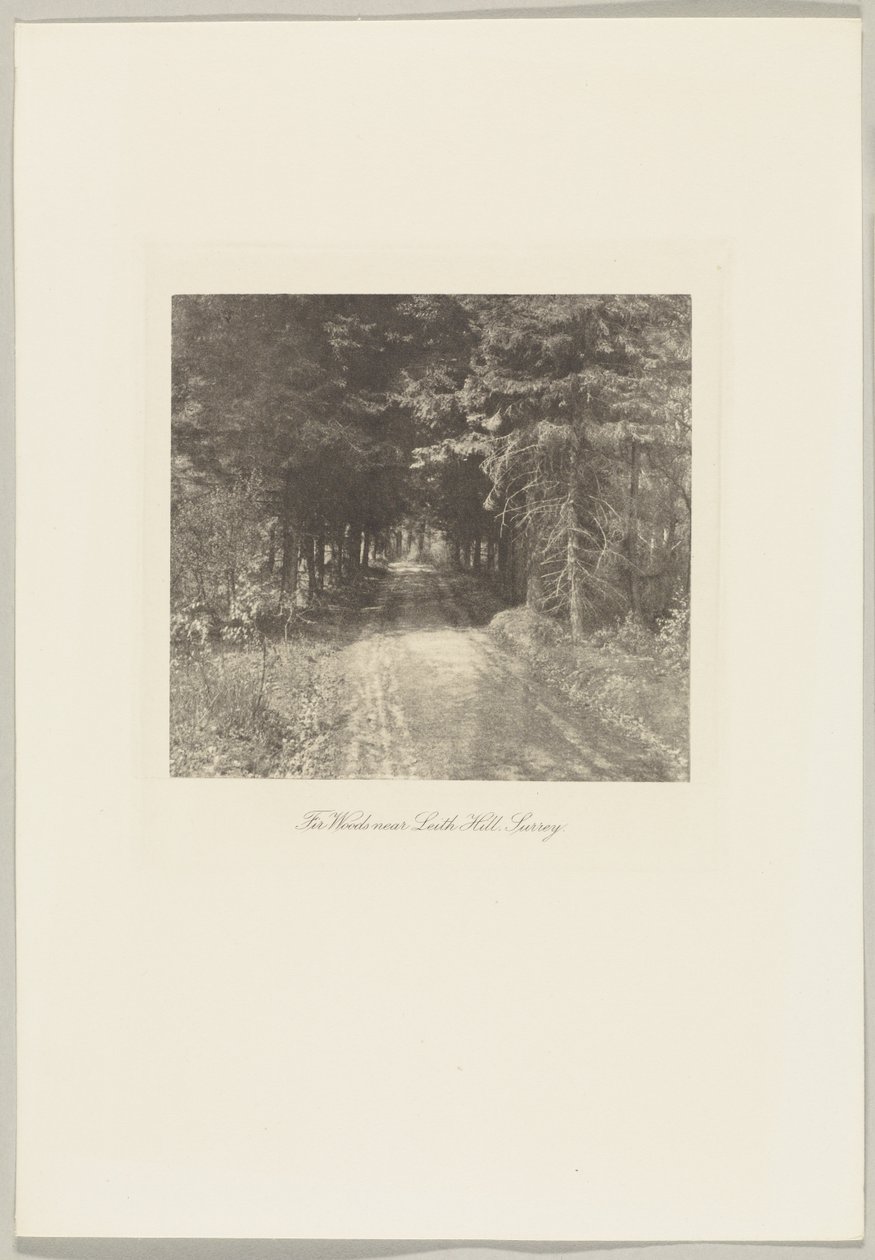 Tannenwälder in der Nähe von Leith Hill, Surrey von Frederick H. Evans