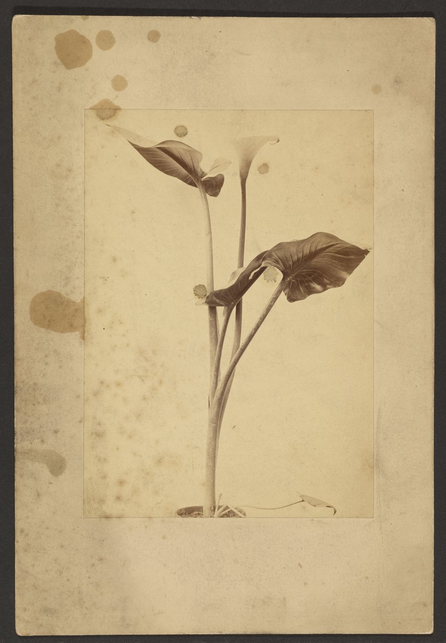 Calla-Lilie von Frederick H. Hollyer