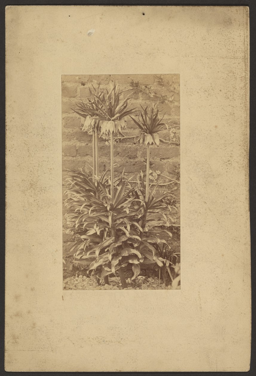 Pflanze von Frederick H. Hollyer
