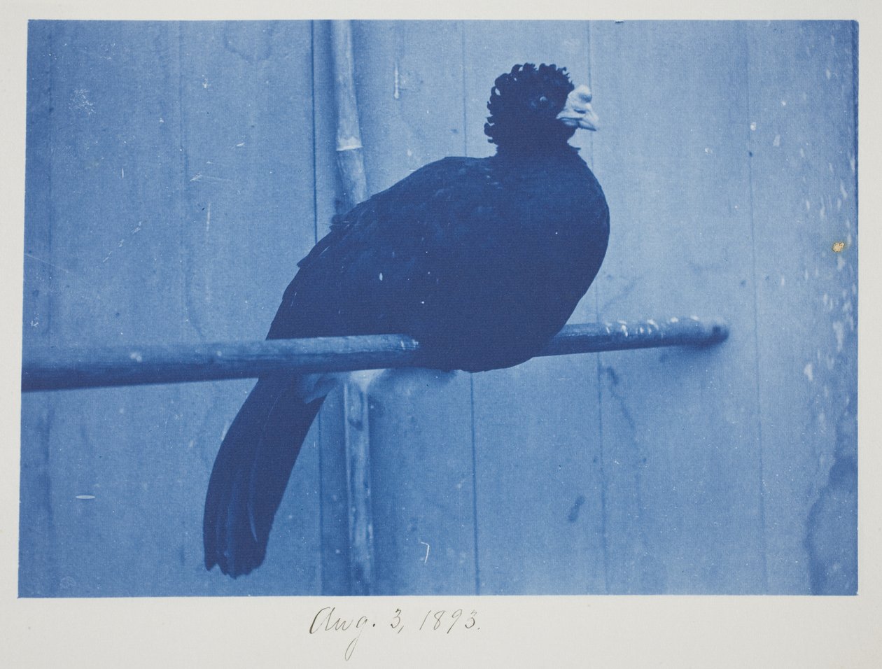 Großer Hokko, 3. August von Frederick K. Coulson
