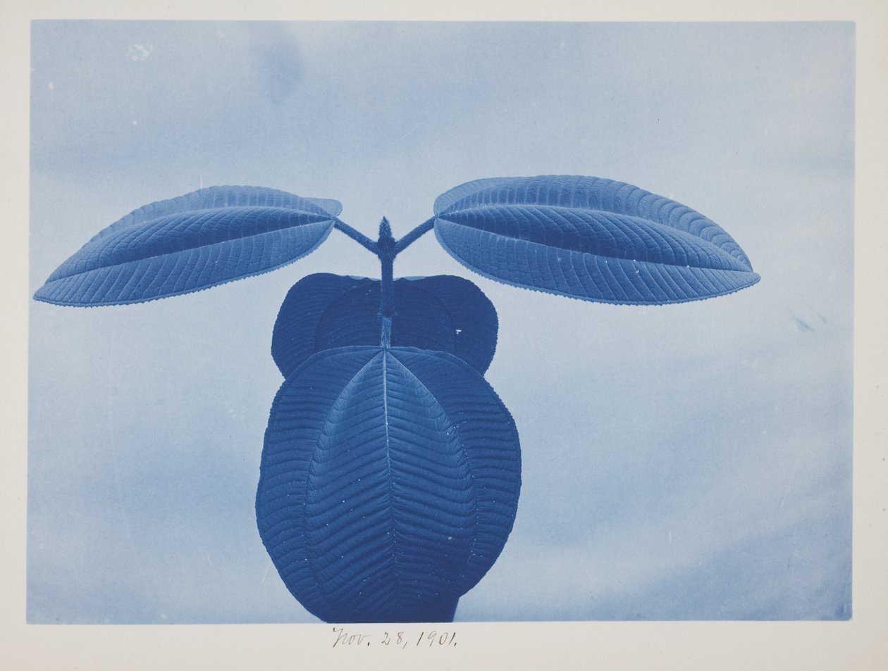 Tibouchina, 28. November von Frederick K. Coulson