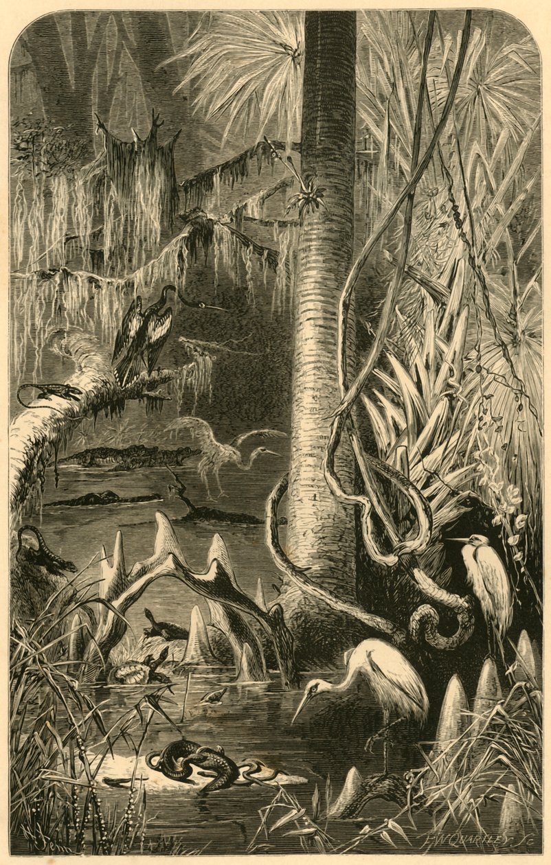 Ein Sumpf in Florida von Frederick William Quartley