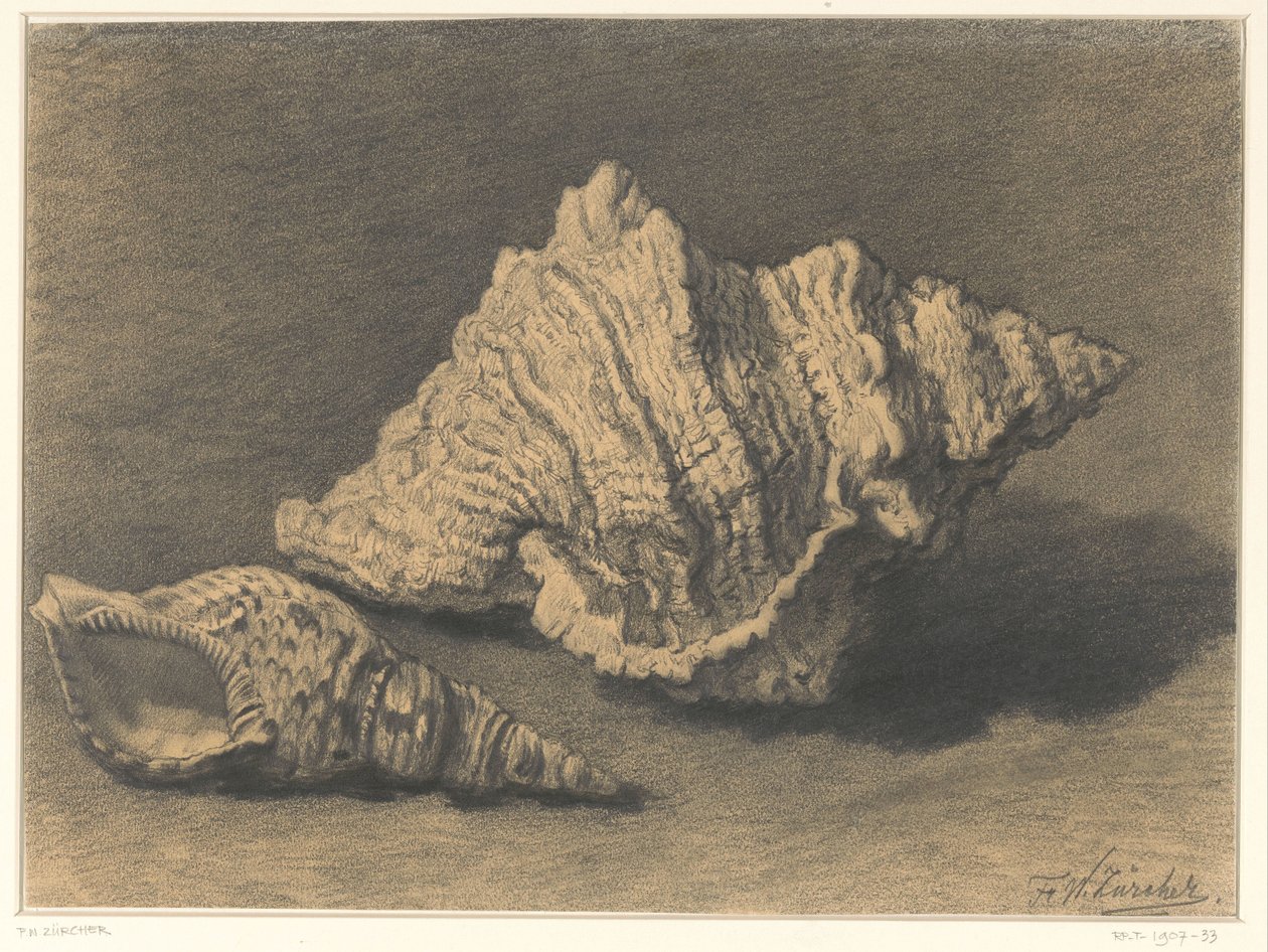 Zwei Muscheln von Frederik Willem Zürcher