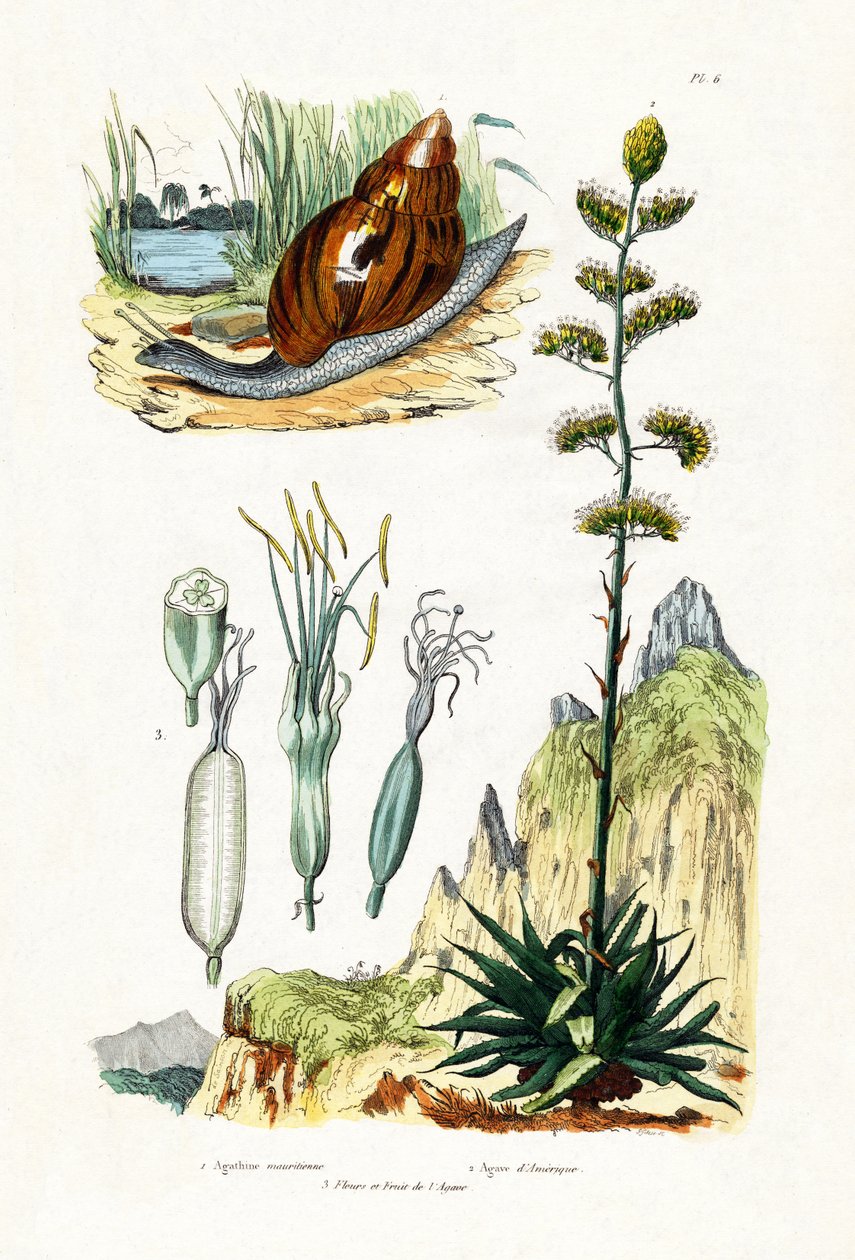 Achat Schnecke von French School