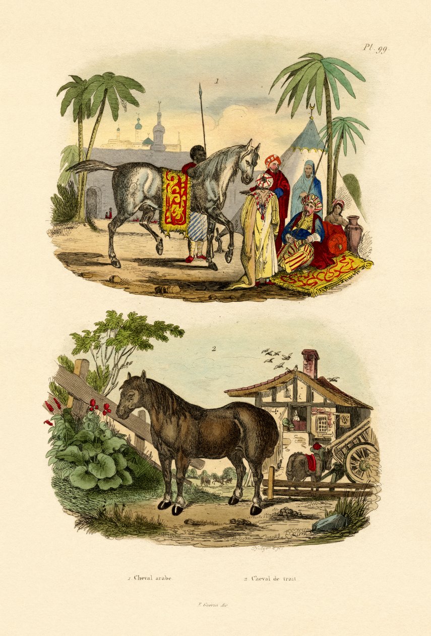 Arabisches Pferd von French School