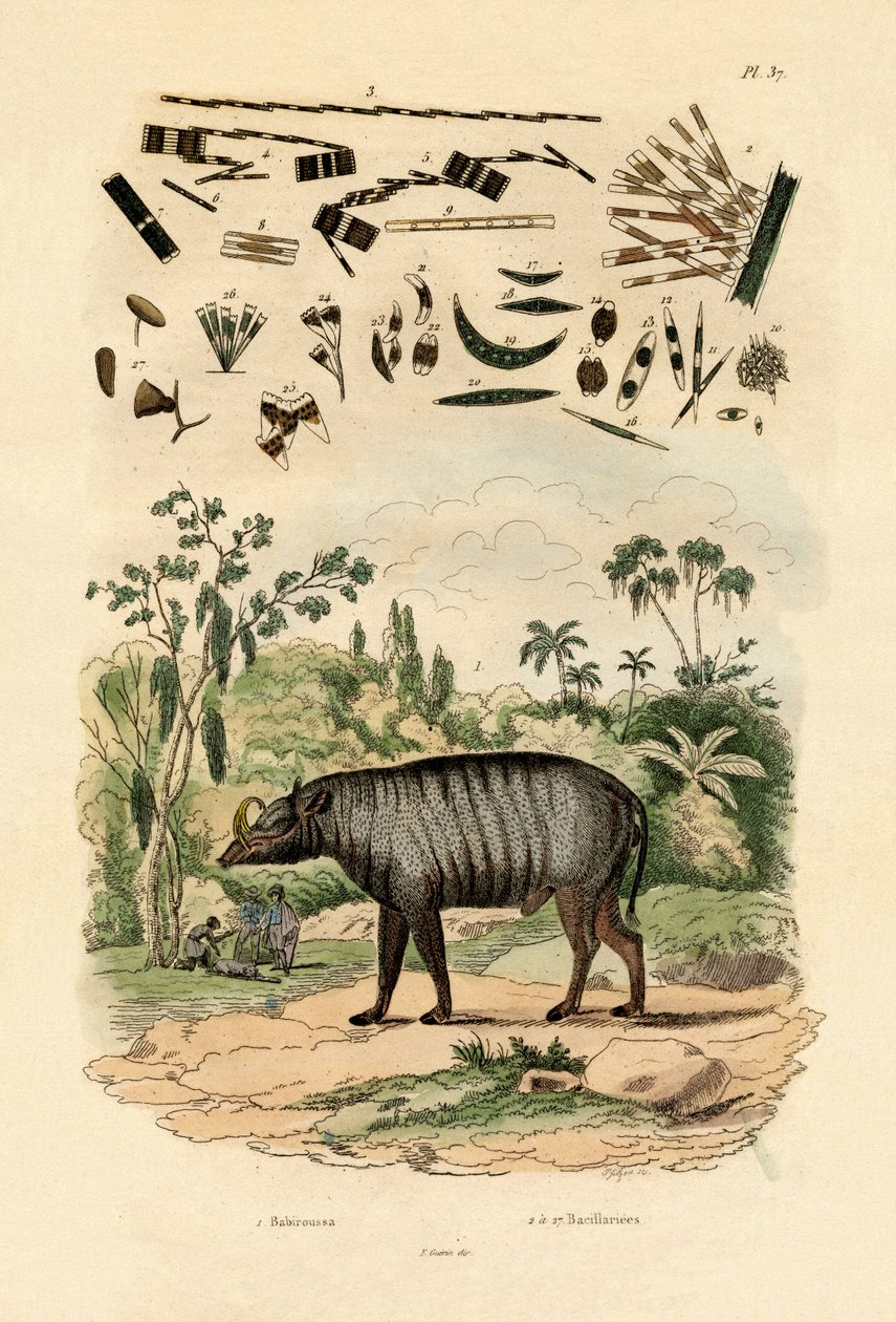 Babirusa von French School